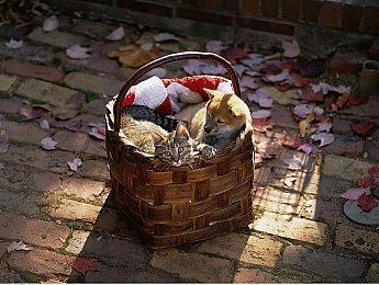 Fami通新作评分：《小小梦魇3》仅获31分！